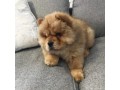 chow-chow-dog-price-small-1