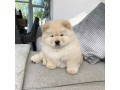 chow-chow-dog-price-small-0